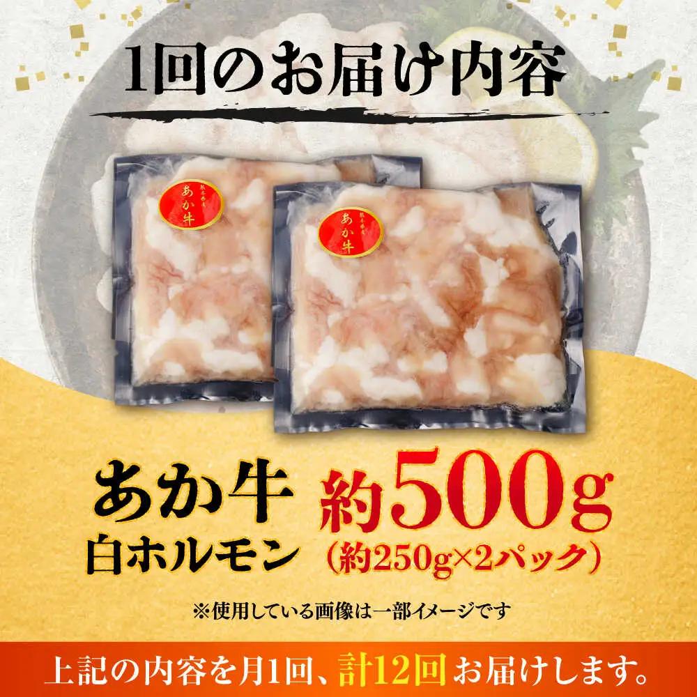 全12回定期便 あか牛 白 ホルモン 約500g ホルモン BHCY012