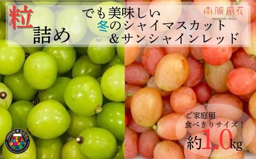 
                  【2026年度先行予約】冬限定！粒 2種ぶどう ALPAJ069 | 令和8年度発送　冬　冬季限定　数量限定　粒　シャインマスカット　シャイン　サンシャインレッド　赤系ぶどう　ぶどう　葡萄　フルーツ　ご家庭用　新鮮　果物　くだもの　産地直送　直送　期間限定　南アルプス市　山梨 |
                