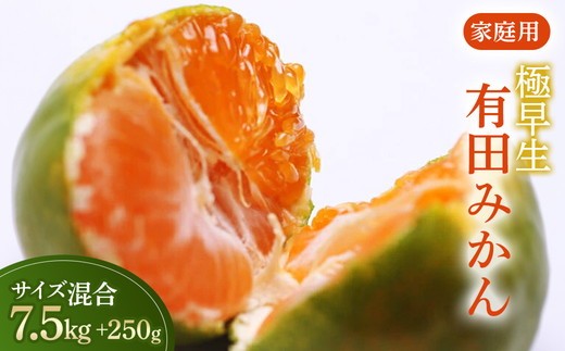 
                  家庭用 極早生有田みかん7.5kg+250g（傷み補償分）【YN26・ゆら早生】【わけあり・訳あり】◇ ※北海道・沖縄・離島への配送不可 ※2025年10月上旬～11月中旬頃に順次発送予定
                