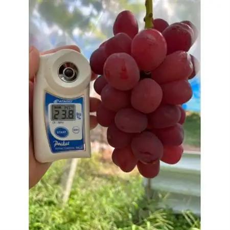 【甲州戦国高級ブランド葡萄】圧倒的人気トップ7食べ比べガチャセット約1kg2種　2026年予約【配送不可地域：離島】【1579835】