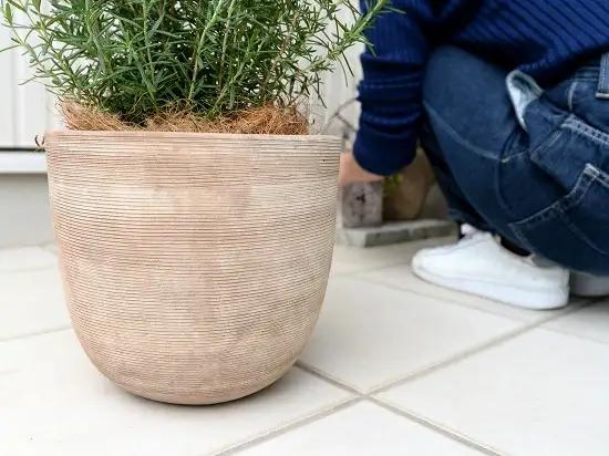 ローズマリー デザインの良い テラコッタ鉢 鉢植え 立性 苗 苗木 ローズマリ 素焼 陶器 ブラウン 茶 茶色 ベージュ 砂色