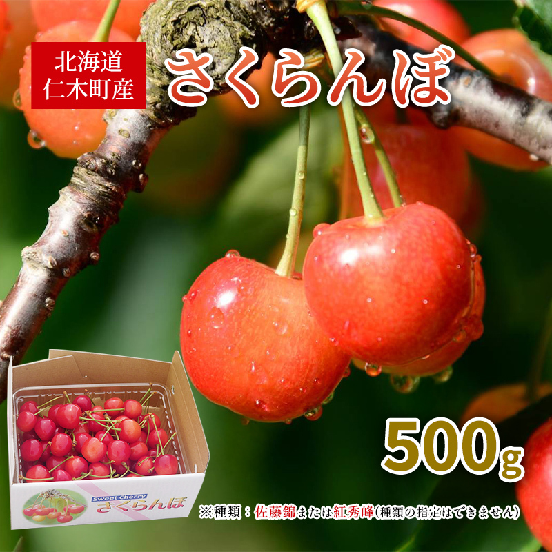 2027年発送 北海道 仁木町産 さくらんぼ 500g 佐藤錦または紅秀峰 果樹 サクランボ チェリー フルーツ 果物 果物類 ギフト 仁木町 仁木 [くくり農園]