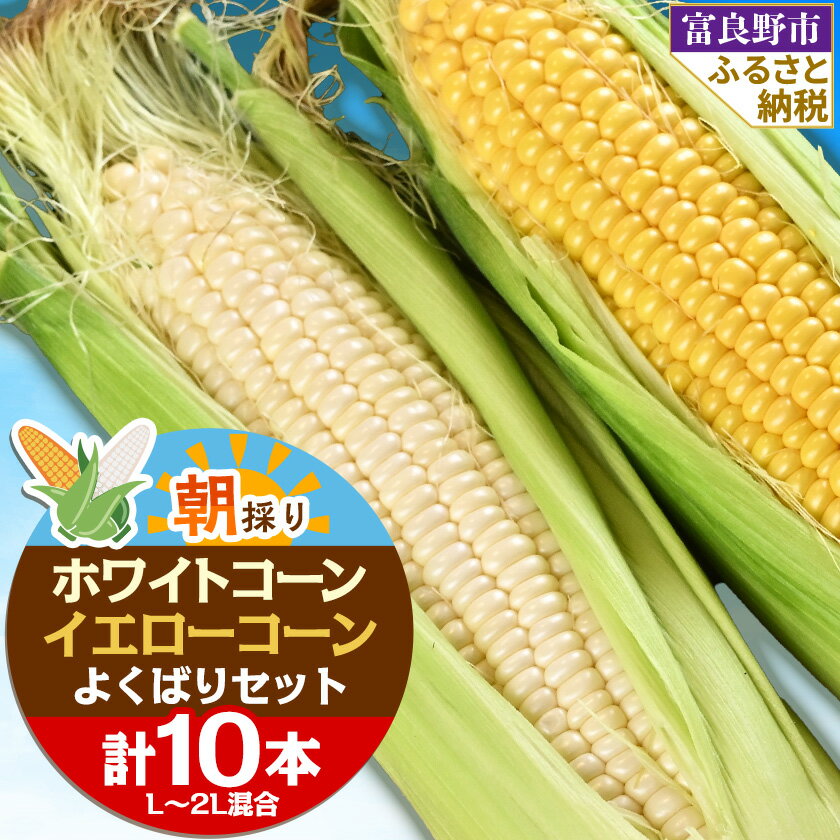 【ふるさと納税】食べ比べホワイトコーンとイエローコーン朝採り当日発送富良野産よくばりセット合計10本_ とうもろこし コーン トウモロコシ セット 食べ比べ 野菜 スイートコーン 朝採れ 人気 産地直送 甘い 送料無料 【配送不可地域：離島】【1405477】