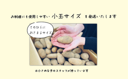 【10月下旬頃発送予定】＜乙部町産メークイン　小玉10kg＞北海道　道産　乙部町産　新じゃが　芋　いも　数量限定　ホクホク　しっとり　食べやすい　小玉サイズ　じゃがバター　塩煮　煮崩れしにくい