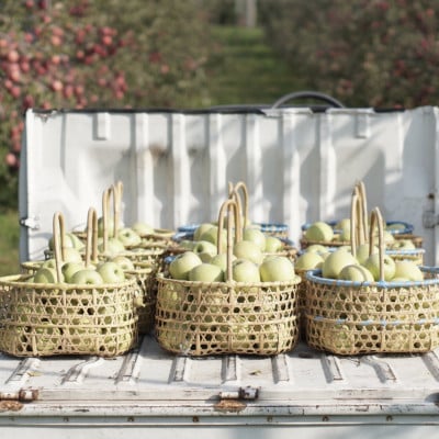 【産地直送】王林 贈答用 3kg(7～10個)【配送不可地域：離島・沖縄県】