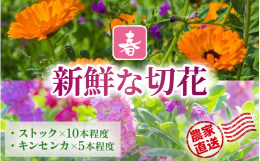 【先行予約】花農家直送 新鮮な切花【春】  / 生花 お花 旬の花束 豊かな生活 花のある生活 15本程度 2種 季節 花 ※2026年3月下旬以降発送予定 [aw099-a001]