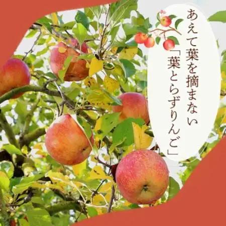 【さっぱりとした甘さと爽やかな味わい】夏あかり 5kg 1セット【1780245】