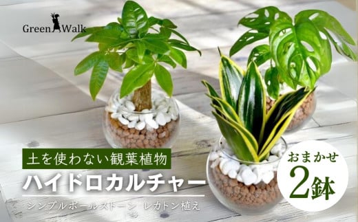 観葉植物 ハイドロカルチャー シンプルボールストーン レカトン植え