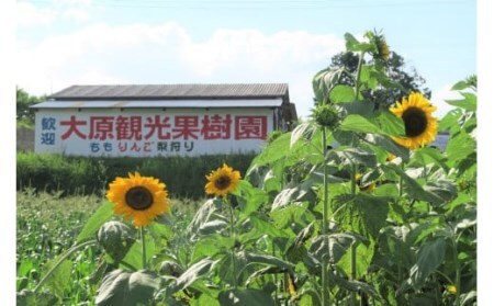 草間台の朝採れ白桃1箱 約2kg 6玉 【先行予約 7月下旬から発送】