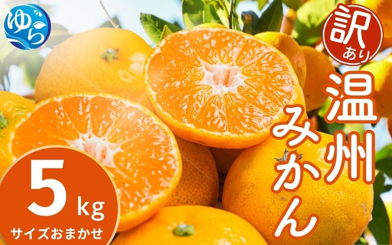 訳あり 温州みかん 5kg (サイズおまかせ) ※2026年12月中旬～2027年1月下旬に順次発送予定 ※北海道・沖縄・離島配送不可 / ミカン 蜜柑 フルーツ 果物 柑橘 果実 由良町 家庭用 国産 産地直送 和歌山県【eiw004-c-5】