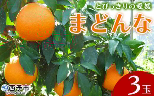 紅まどんなと同品種！＜とびっきりの愛媛 まどんな（3玉）＞マドンナ 愛媛果試第28号 果物 柑橘 フルーツ 期間 旬 季節限定 特産品 産地直送 片山果樹園 西宇和 愛媛県 西予市【常温】『2025年12月中旬～12月下旬迄に順次出荷予定』