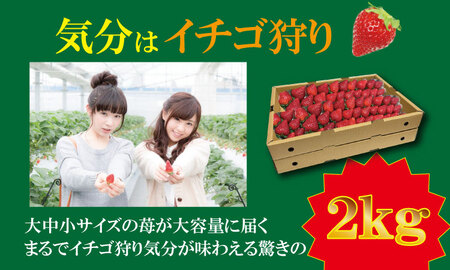 【先行予約受付中（2月から順次出荷）】大容量いちごさん 1kg×２箱（2,000g）ふるかわ農園 イチゴ 大中小 サイズ 優品等級 苺 大量 段ボール配送 加工品用 【B190-008】