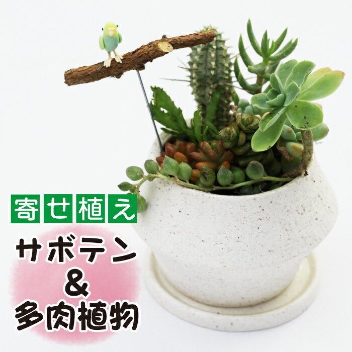 【ふるさと納税】 サボテン ＆ 多肉植物 の 寄せ植え 白ポット ピック付き ／ 観葉植物 植物 アレンジ インテリア 育てやすい 部屋 白系 白 オシャレ おしゃれ お洒落 ギフト プレゼント さぼてん かわいい 可愛い 雑貨 ピック 贈物 贈り物 彩花園 岩手県 八幡平市 送料無料