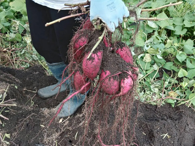 【先行予約】京丹後産 紅はるか 約1.5kg 土付き（2026年10月上旬～発送）