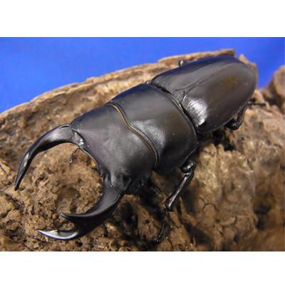 ふるさと納税 太子町 国産オオクワガタ　65ミリ台ペア