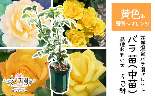 <色で選べる♪>花巻温泉バラ園で育った「バラ中苗」5号サイズ -黄-<2026年3月より発送>　【1858】