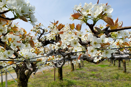 【2025年】西村の黒酢ミネラル栽培「新興」（小玉）3kg（7～10玉）《11月上旬〜順次発送》 和梨 なし ナシ 日本梨 しんこう フルーツ 果物 西村果樹ガーデン 加茂市 