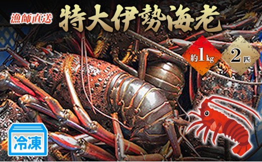 
            特大伊勢海老2匹で1kg！（長寿伊勢海老） 伊勢エビ 冷凍 漁師直送 [№5227-0139]
          