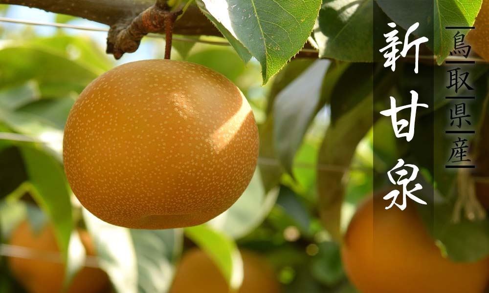 プレミアム新甘泉 3kg