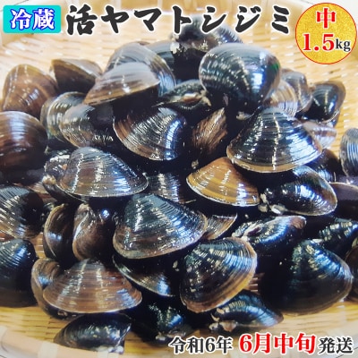 十三湖産 冷蔵 活ヤマトシジミ 中 1.5kg [0560]