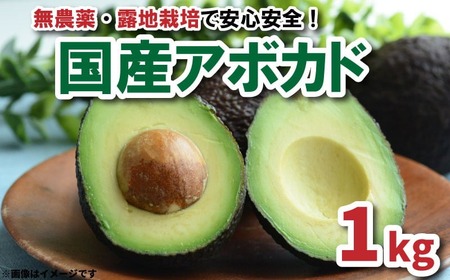 【 先行受付 】アボカド 国産 1kg サイズ混合 国産 ベーコン フェルテ ピンカートン ヘルシー ダイエット 美容 愛媛県 松山市【TF001_x】
