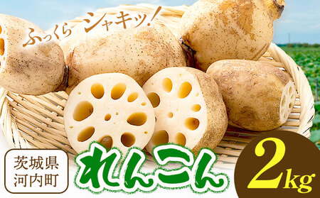 蓮根 2kg まちづくり河内株式会社かわち夢楽《30日以内に出荷予定(土日祝除く)》 茨城県 河内町 蓮根 れんこん レンコン 野菜