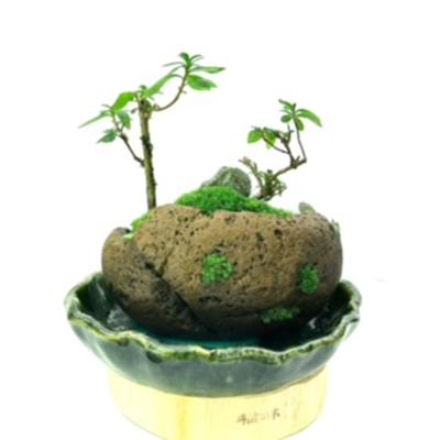 ふるさと納税 豊川市 癒しの苔盆景軽石季節な植物ツツジ　自然の美しさを手元で感じることができる癒しのアイテムです。 |  | 03
