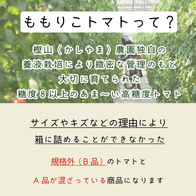 【先行予約】2025年1月発送 ももりこトマト 約2kg(約250g×8パック)　フルーツ トマト 糖度8以上 徳島 甘い 野菜 人気 おすすめ  産地 直送 ふるさと納税 野菜 ヘルシー 健康 小分