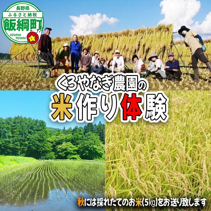 【ふるさと納税】米作り体験（1名様からご家族まで） 《 種まき、田植え、草刈、稲刈り、はぜかけ 》米作り体験 くろやなぎ農園 長野県 飯綱町