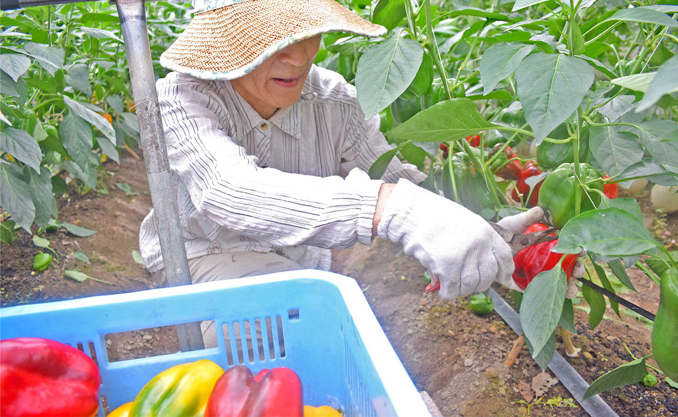 肉厚 パプリカ 8個 彩り野菜 旬 甘い ぱぷりか 赤パプリカ 黄パプリカ 緑黄色野菜 新鮮野菜 やさい 有機肥料 赤黄ミックス 詰め合わせ ジューシー ピーマン ピクルス マリネ 肉詰め サラダ バ