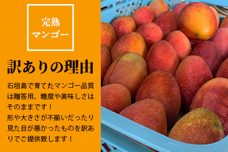 【予約販売】【訳あり】 完熟 マンゴー (約1～1.2kg 2～5個)B級 《2024年7月上旬から順次発送》 産地直送 フルーツ 果物 マンゴー  石垣 沖縄 KP-13
