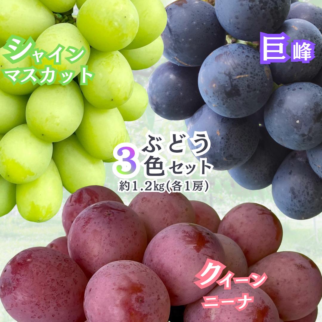 【ふるさと納税】gems.grape　ぶどう三色セット（黒、緑、赤）A　約1.2kg以上　巨峰／シャインマスカット／クイーンニーナ| ぶどう ブドウ 葡萄 皮ごと 種無し フルーツ 果実 長野県 生坂村