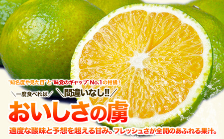 スイートスプリング 4kg 熊本県産 送料無料 旬 の みかん 熊本産 取り寄せ (3L～Sサイズ/3L-S混合) 《1月中旬-1月末頃出荷予定》熊本県 津奈木町 柑橘 希少品種 スイートスプリング 