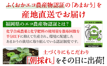 あまおう 産地直送 約250g×2パック 福岡県産 いちご 朝採れ ふくおかエコ農産物認証 苺 フルーツ イチゴ 果物 くだもの ストロベリー ichigo ケーキ スイーツ 【3月〜4月末頃発送予定