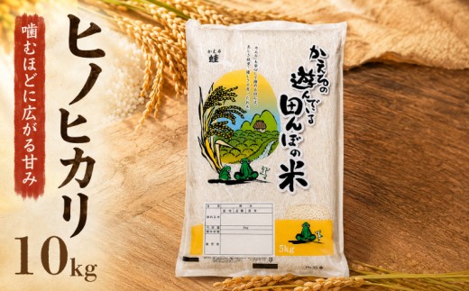 【令和7年産】先行受付 福岡県産 ヒノヒカリ 10kg  単品 ひのひかり 福岡産 福岡 ふるさと納税 米 お米 江口農産 柳川市産 白米 米 お米 こめ コメ ライス ご飯 ごはん 美味しい 贈り物 国産 福岡県 柳川市 お取り寄せ 産地直送 hinohikari