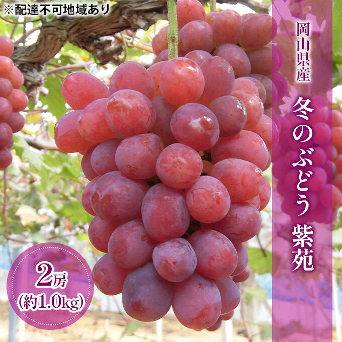 【ふるさと納税】【2026年先行予約】 ぶどう 岡山県産 冬のぶどう 紫苑 （ 種無し ）約1.0kg（2房） 《2026年10月中旬-11月上旬頃出荷》 葡萄 ブドウ フルーツ 果物 数量限定 期間限定 岡山 里庄町 果物類 　お届け：2026年10月中旬～2026年11月上旬