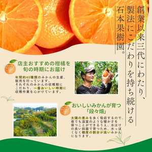 【1～12月】柑橘 定期便 石本果樹園【全12回】【tkb507】