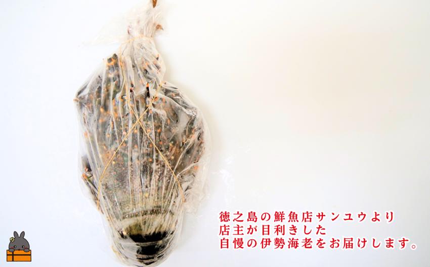 《年末お届けお約束》新鮮なまますぐ冷凍!!徳之島産冷凍伊勢海老1尾（500g~700g） （ 伊勢えび イセエビ 伊勢えび 伊勢エビ えび エビ 海老 鍋 ご馳走 海の幸 料理 焼き 人気 海産物 家