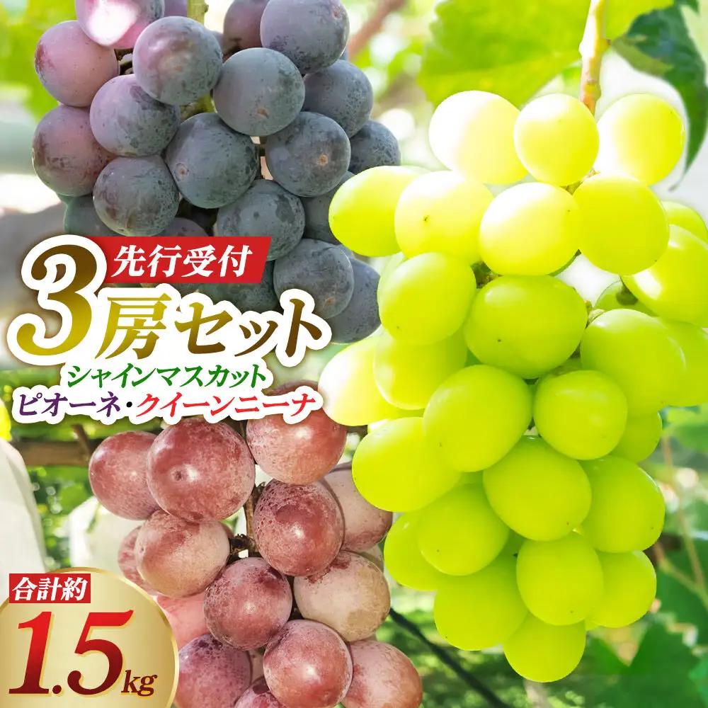 《先行受付》シャインマスカット・ピオーネ・クイーンニーナ 3房セット（合計約1.5kg）秋田県 由利本荘市産 八紘園