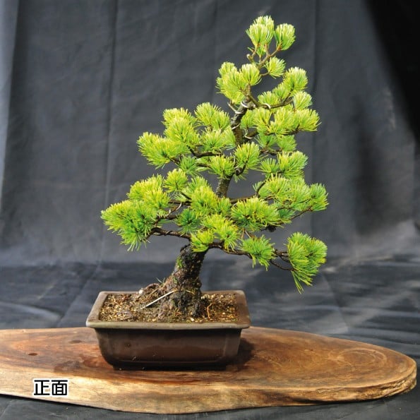 
            赤石の泉 赤石五葉松（鉢植え） E-24
          