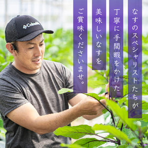 【6回定期便】朝採れナス 約3kg×6回 高知県安芸市｜ナス AZ006