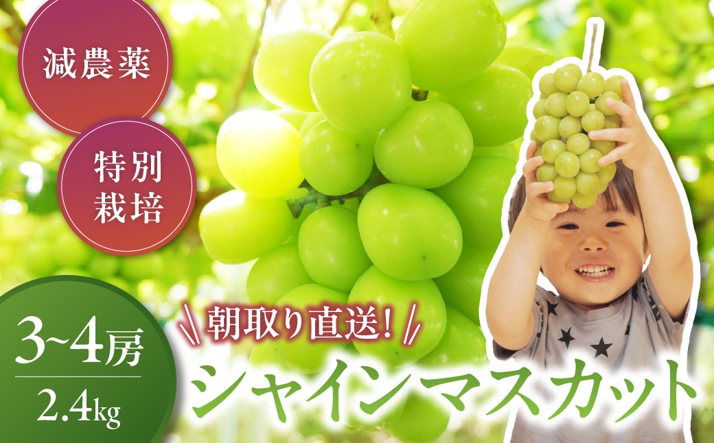 
                  【2026年／令和8年発送】特別栽培 減農薬 大粒 シャインマスカット 約2.4㎏  山梨県産 国産 産地直送 人気 おすすめ 贈答 ギフト お取り寄せ フルーツ 果物 くだもの ぶどう ブドウ 葡萄 新鮮 甘い 皮ごと 甲斐市 CF-5
                