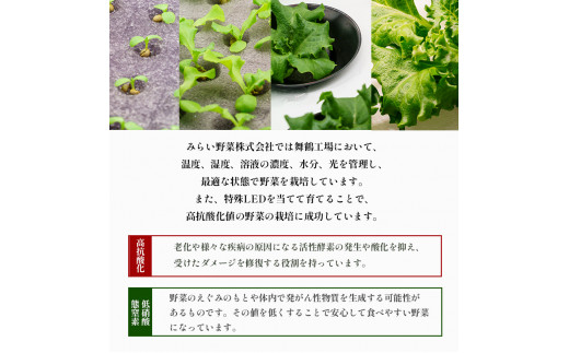 みらい乃野菜 はんなりレタス 12袋 720g