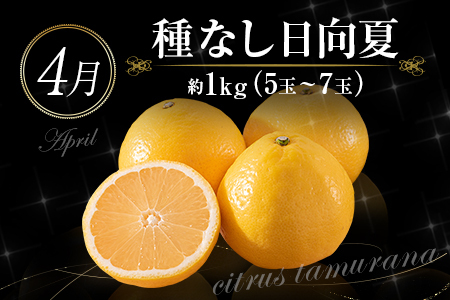南国宮崎 旬のフルーツ定期便 偶数月コース【計6回】【E144-24】