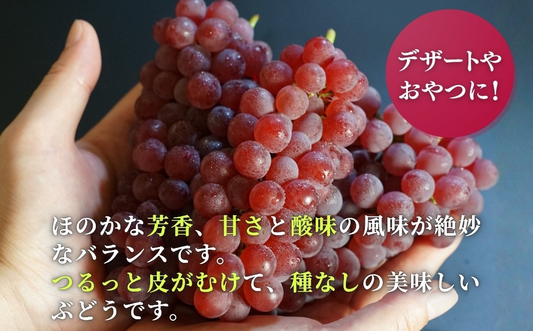 ＜糖度20度以上＞弥彦村産 デラウエア約2kg (12～16房) 種なし(種が少ない)