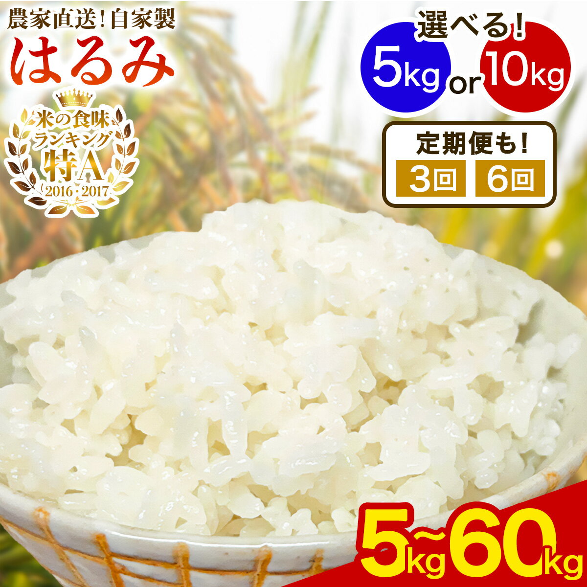 【ふるさと納税】新米 [令和7年産] 伊勢原産 精米5kg／10kg はるみ 農家直送！加藤さんちのうんめぇ！自家製米 選べる内容量｜先行予約 お米 おこめ コメ 白米 神奈川 伊勢原 ブランド米 [0522-0524]