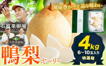 【先行予約】梨 なし 鴨梨 ヤーリー 梨　贈答箱 約4kg (6～10玉入り) 石原果樹園 《11月中旬-12月下旬頃より発送予定》岡山県 浅口市 果物 フルーツ お取り寄せ お取り寄せフルーツ 送料無料｜梨