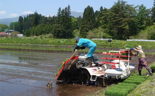 手分けして田植えを行います。