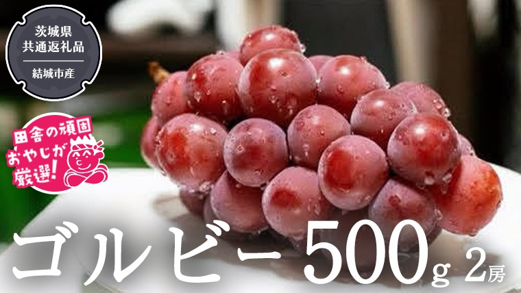 ゴルビー 500g ×2房【2025年9月より発送開始】（茨城県共通返礼品 [ぶどう]：結城市産） ぶどう ブドウ 葡萄 果物 フルーツ 茨城県産 [BI423-NT]