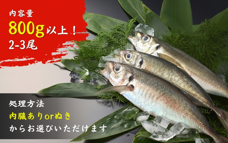 【鮮魚】アジ 脳締め〈内臓あり〉800g以上 あじ 鯵 冷蔵アジ 新鮮アジ 獲れたてアジ 大きいアジ
